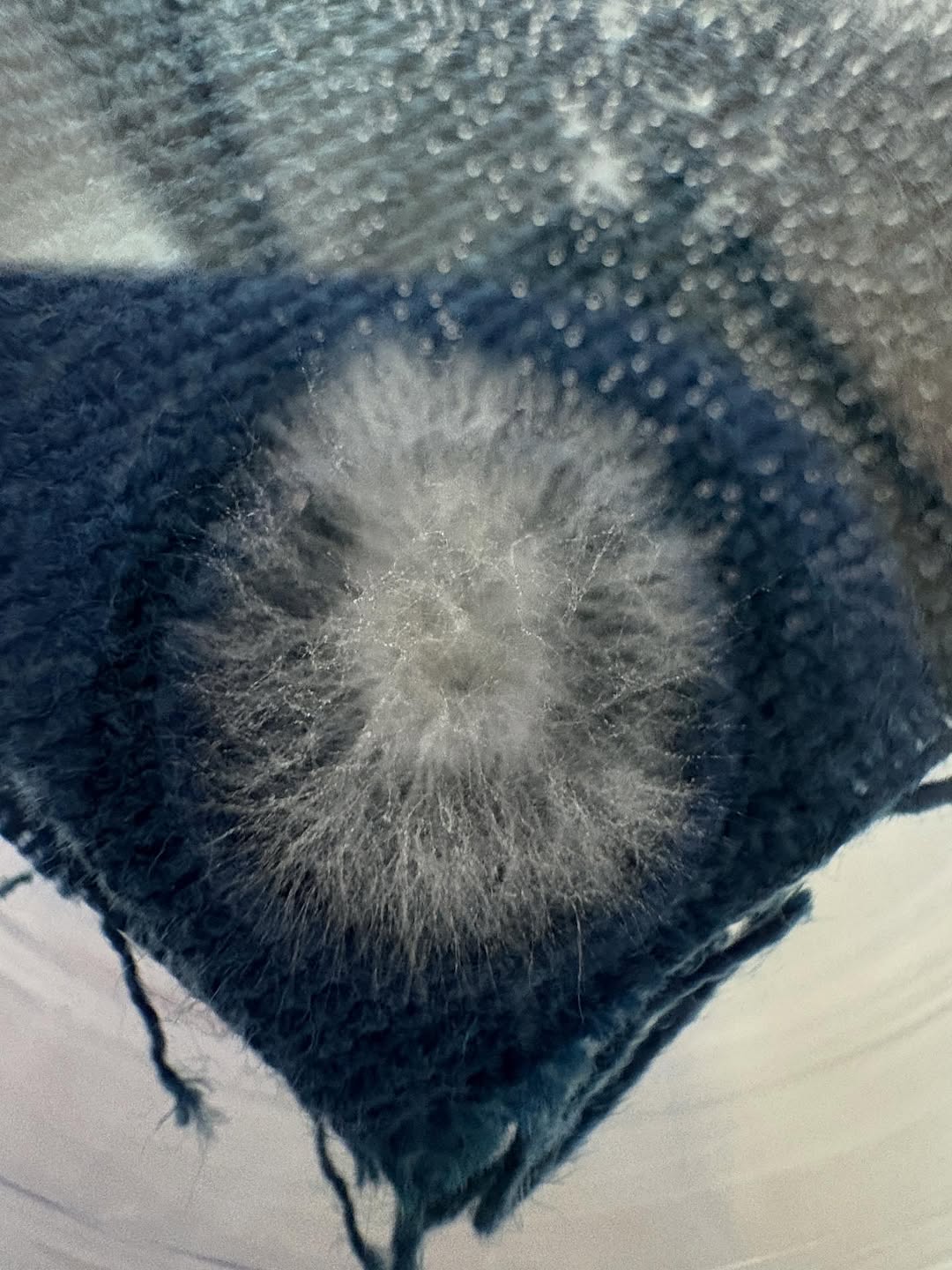 Mycelium