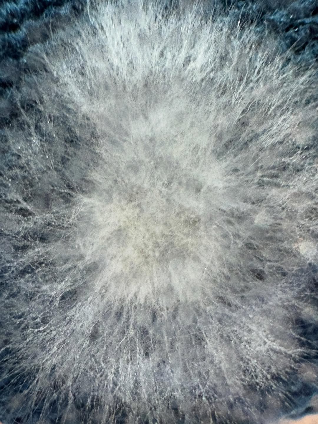 Mycelium × Textile — 2