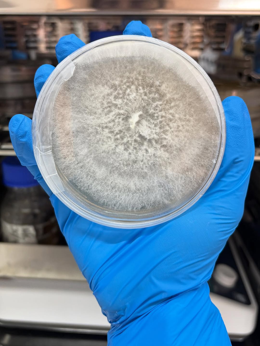 Mycelium × Textile — 3