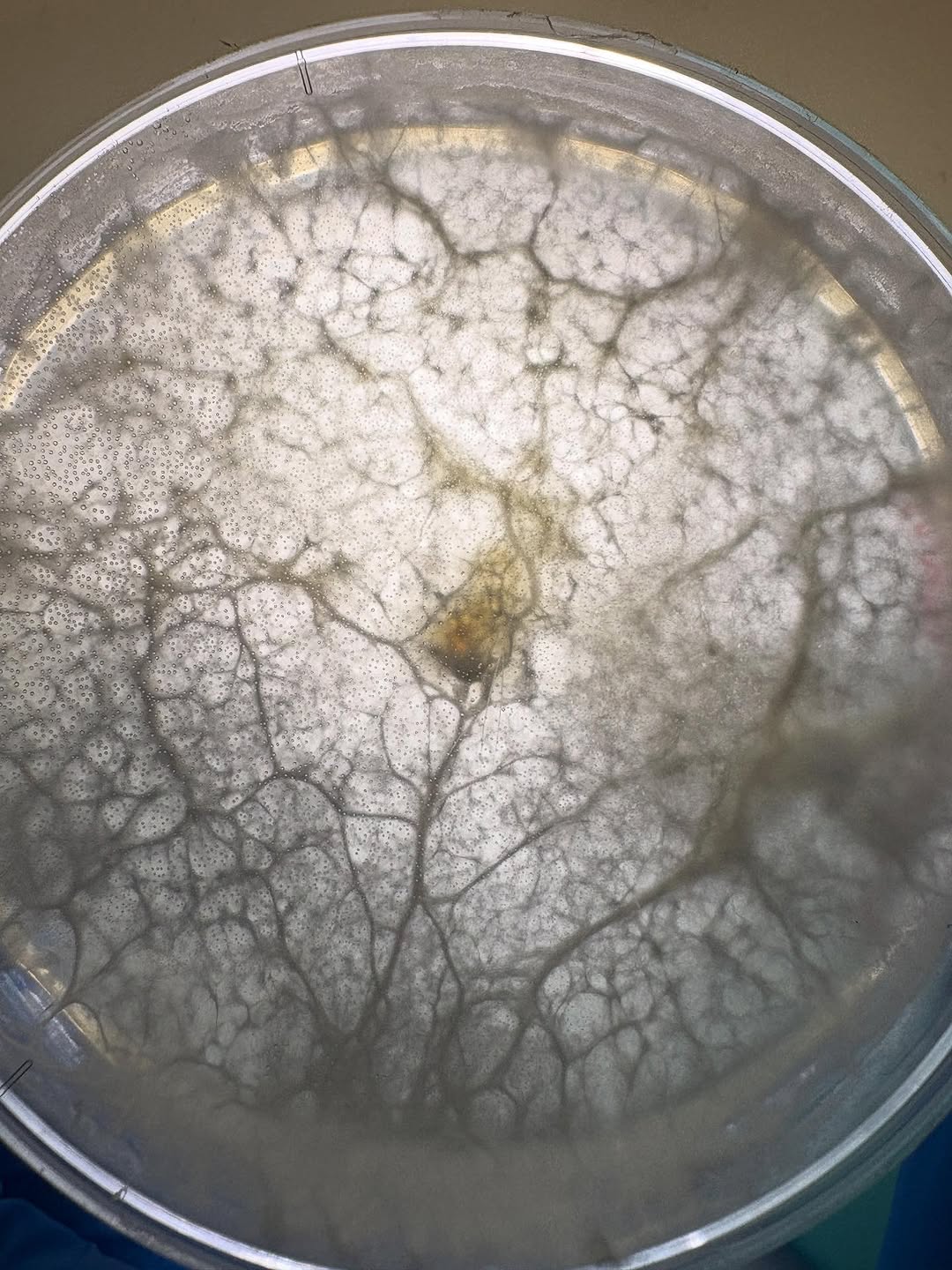 Mycelium × Textile — 4
