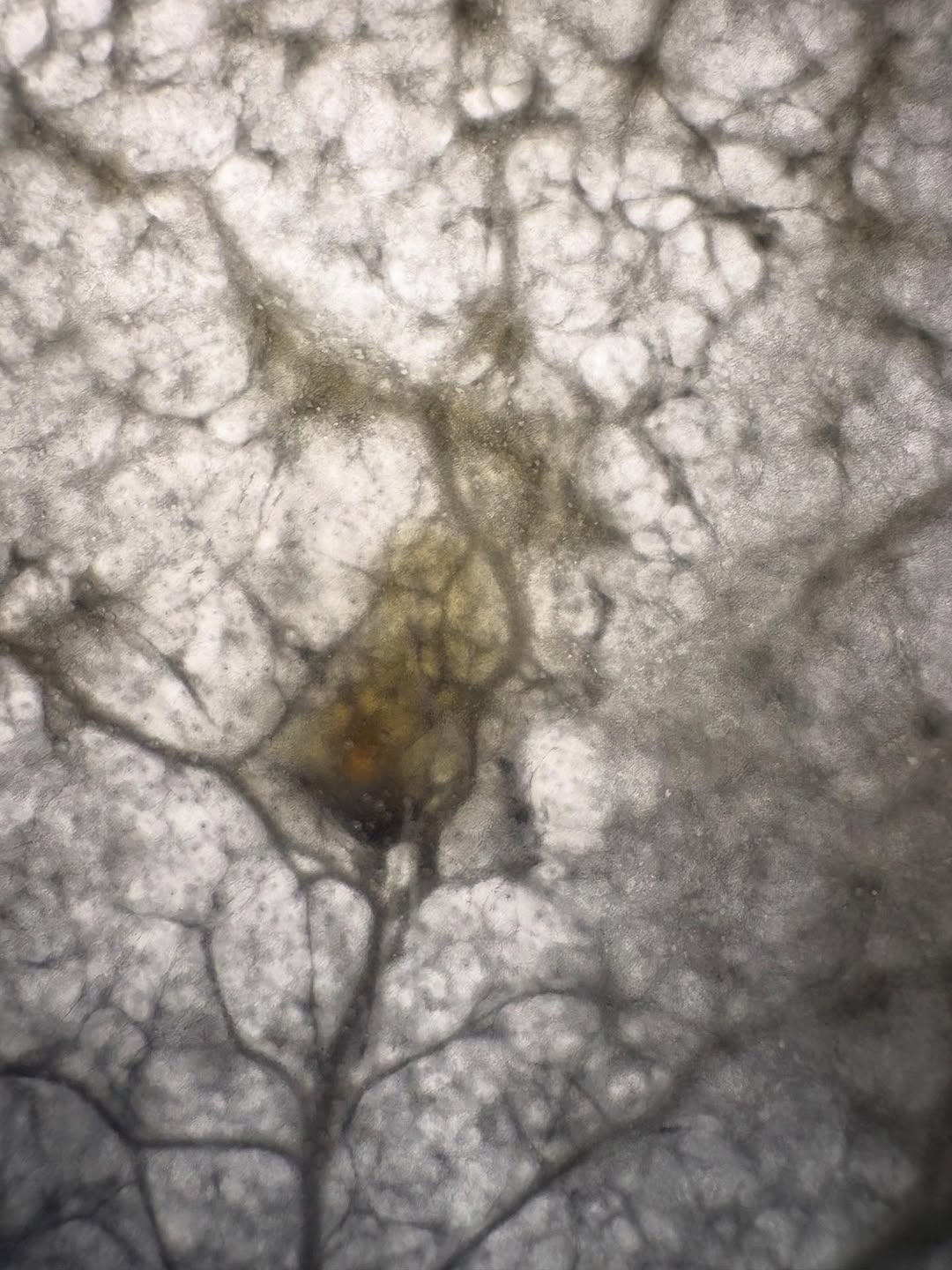 Mycelium × Textile — 5