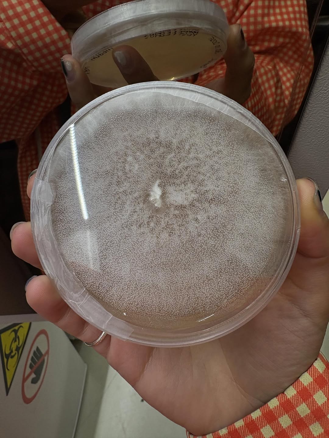 Mycelium × Textile — 8